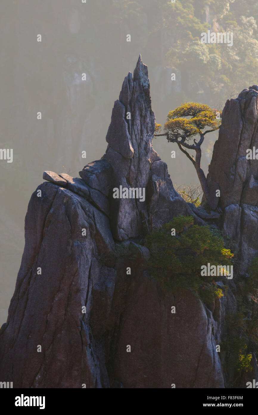 Alberi di pino e montagne montagne giallo (Huangshan) provincia di Anhui Cina LA008619 Foto Stock