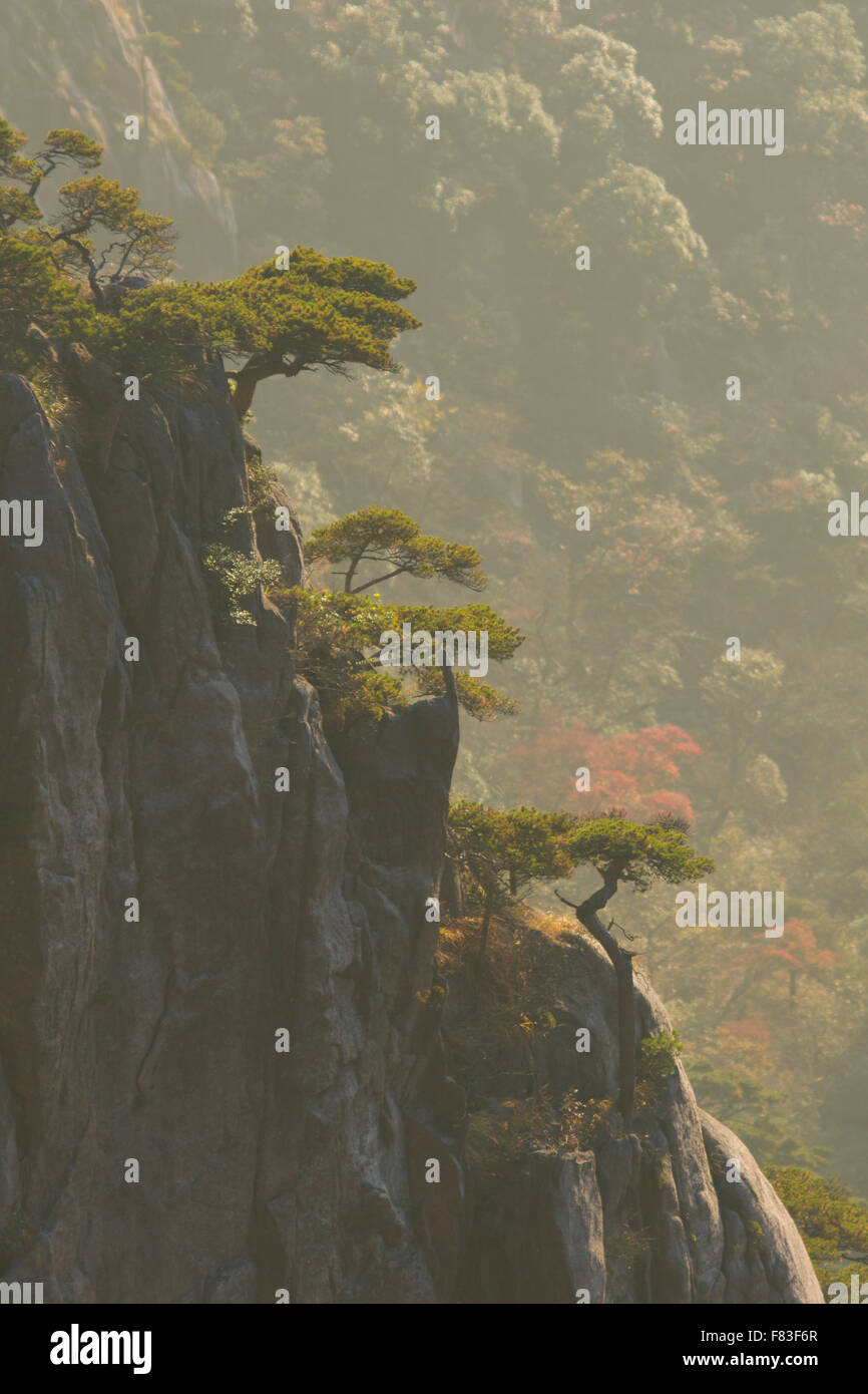 Alberi di pino e montagne montagne giallo (Huangshan) provincia di Anhui Cina LA008620 Foto Stock