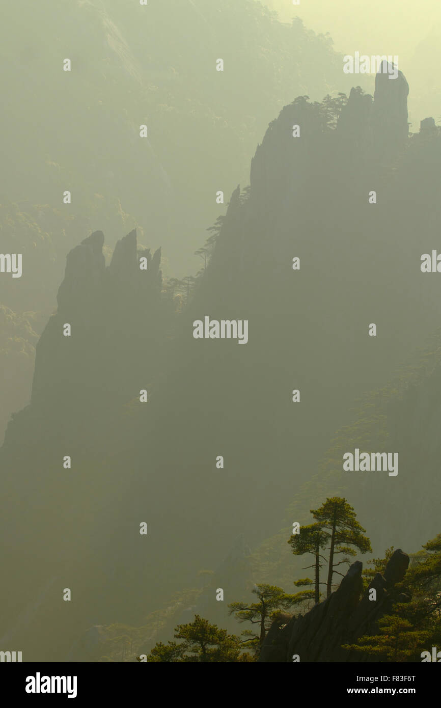 Alberi di pino e montagne montagne giallo (Huangshan) provincia di Anhui Cina LA008622 Foto Stock