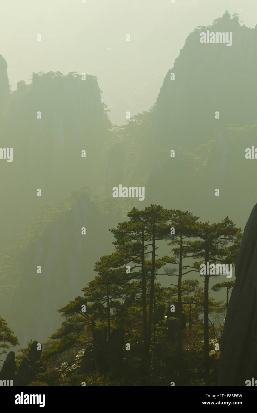 Alberi di pino e montagne montagne giallo (Huangshan) provincia di Anhui Cina LA008624 Foto Stock