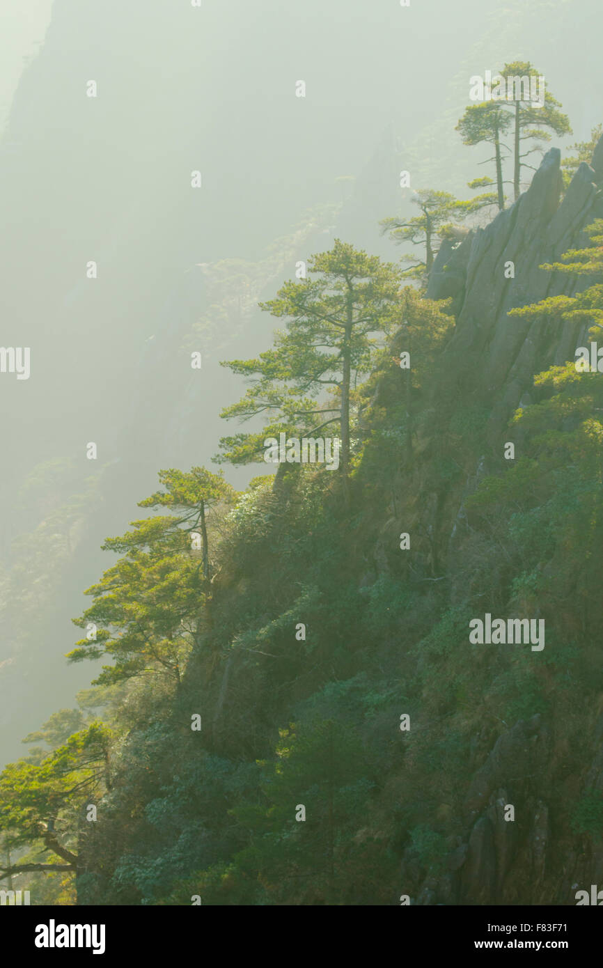 Alberi di pino e montagne montagne giallo (Huangshan) provincia di Anhui Cina LA008625 Foto Stock