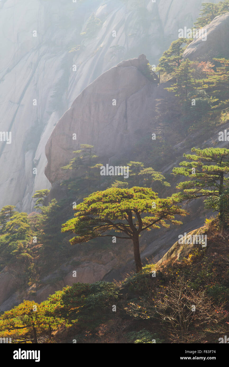 Alberi di pino e montagne montagne giallo (Huangshan) - luce all'alba della provincia di Anhui Cina LA008626 Foto Stock