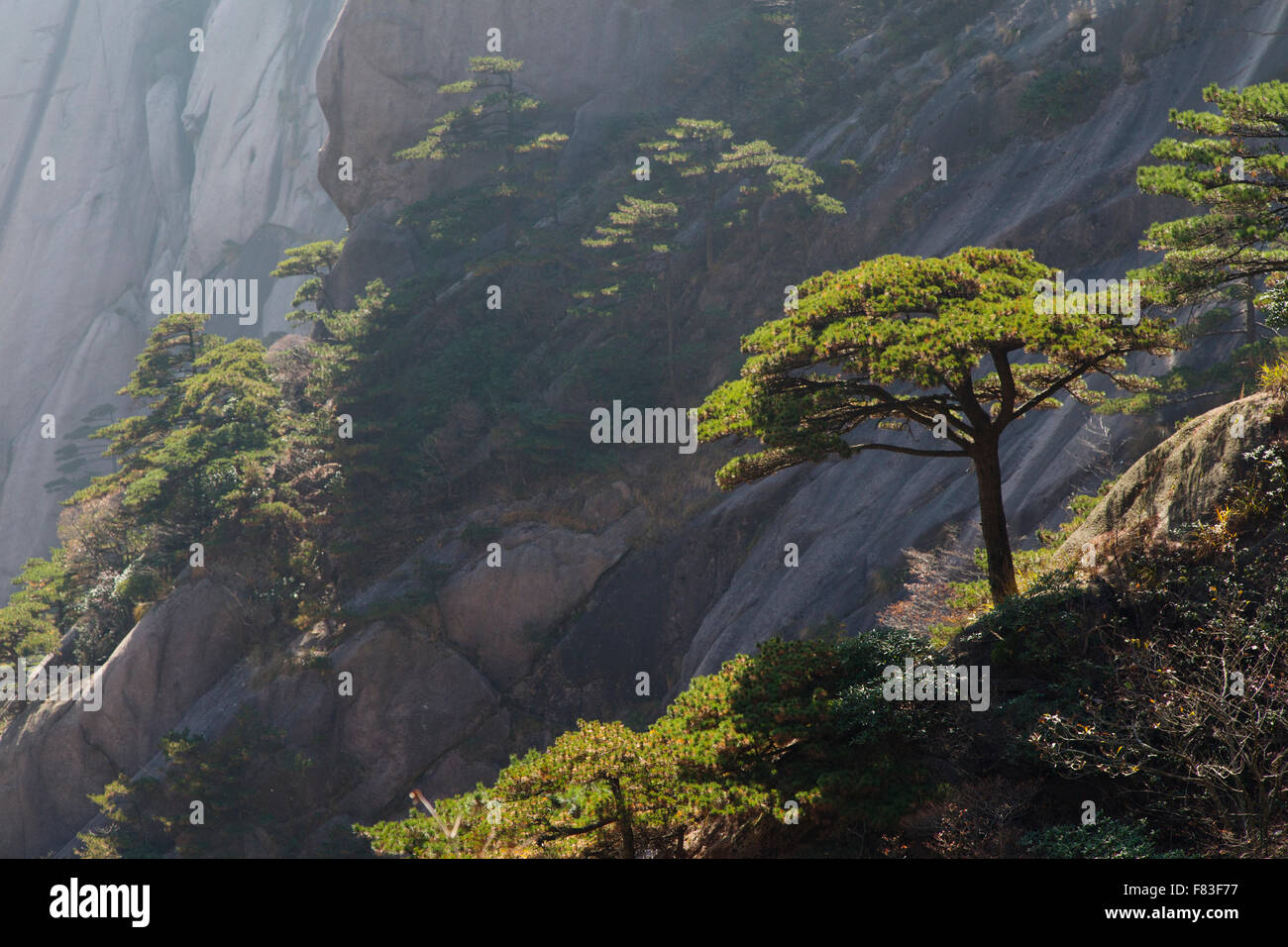 Alberi di pino e montagne montagne giallo (Huangshan) - luce all'alba della provincia di Anhui Cina LA008627 Foto Stock