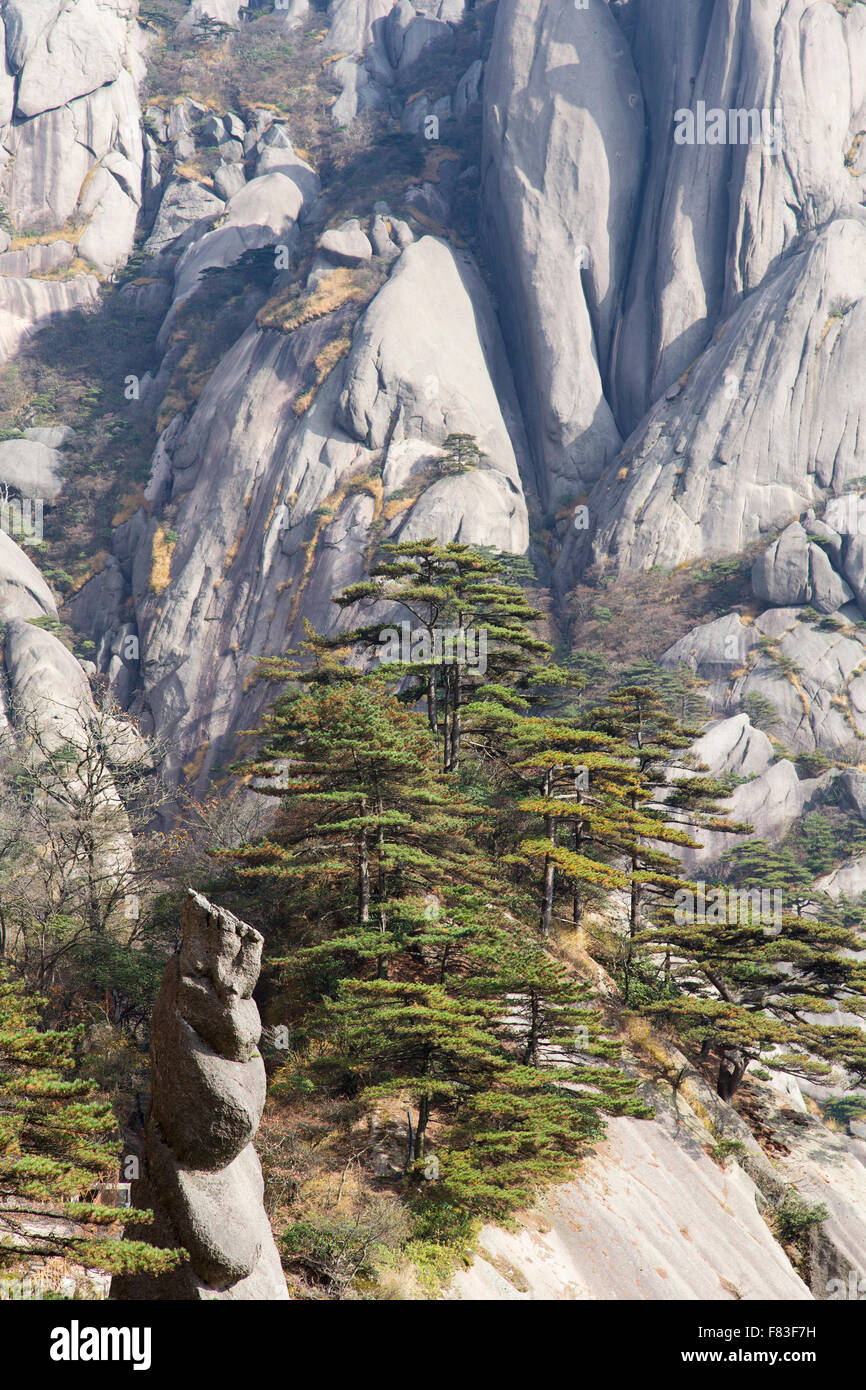 Alberi di pino e montagne montagne giallo (Huangshan) - luce all'alba della provincia di Anhui Cina LA008628 Foto Stock