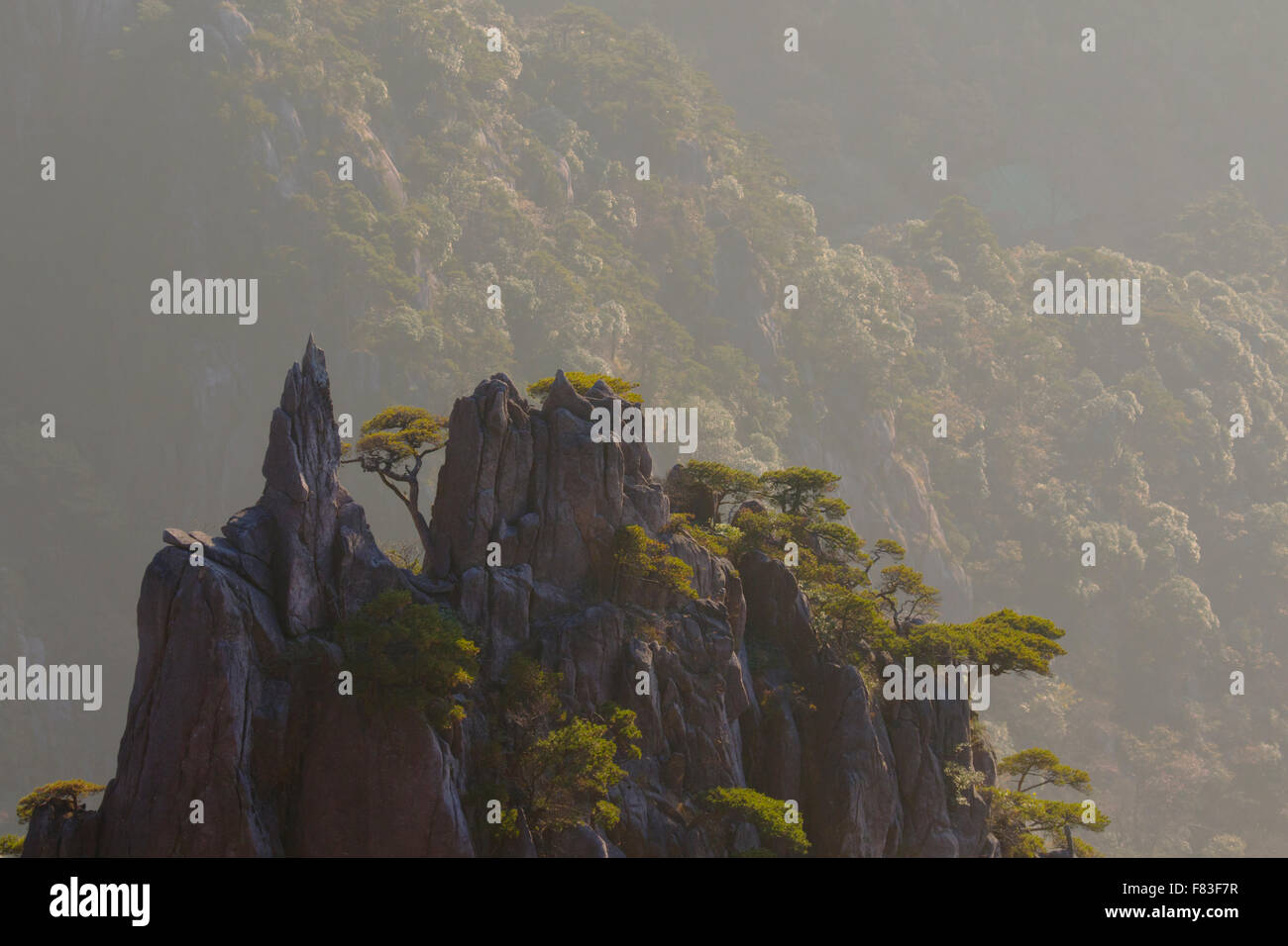 La mattina presto luce gialla montagne (Huangshan) provincia di Anhui Cina LA008633 Foto Stock