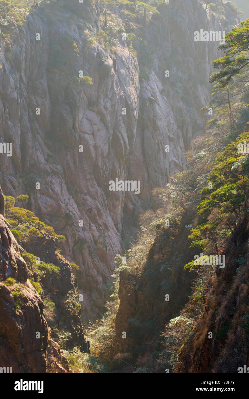 La mattina presto luce gialla montagne (Huangshan) provincia di Anhui Cina LA008634 Foto Stock