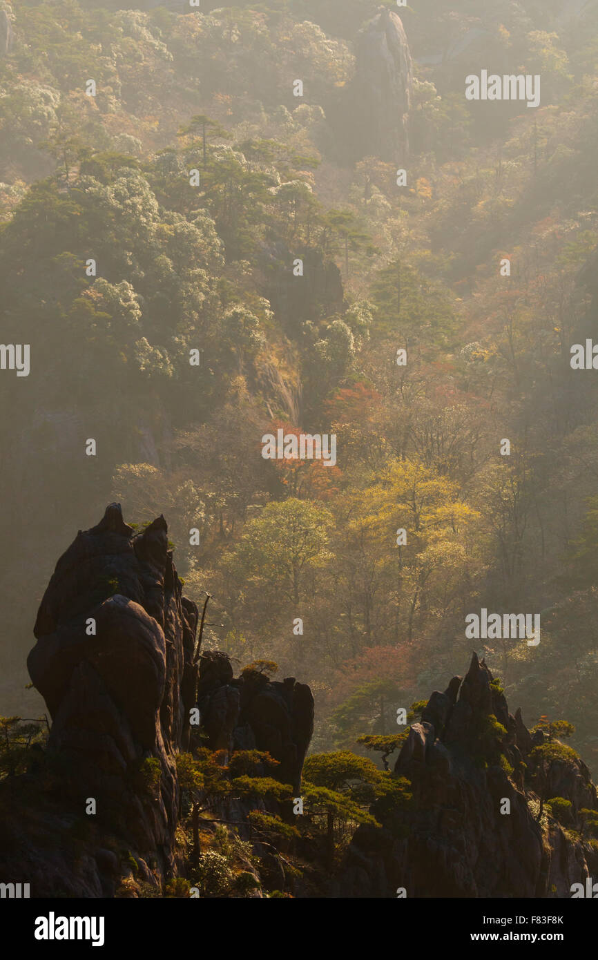 La mattina presto luce gialla montagne (Huangshan) provincia di Anhui Cina LA008635 Foto Stock