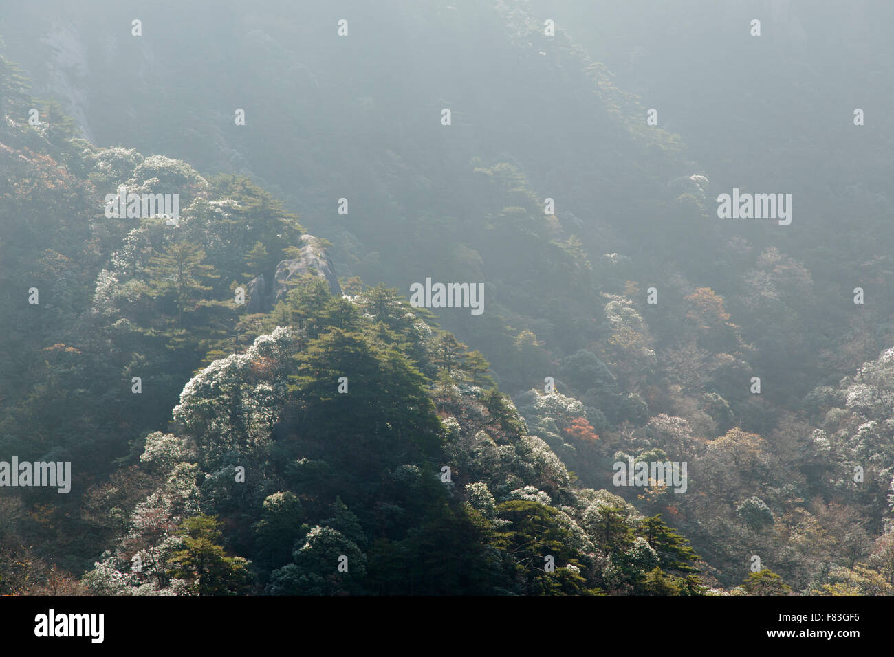 Retroilluminato pendici boscose montagne giallo (Huangshan) - luce all'alba della provincia di Anhui Cina LA008639 Foto Stock