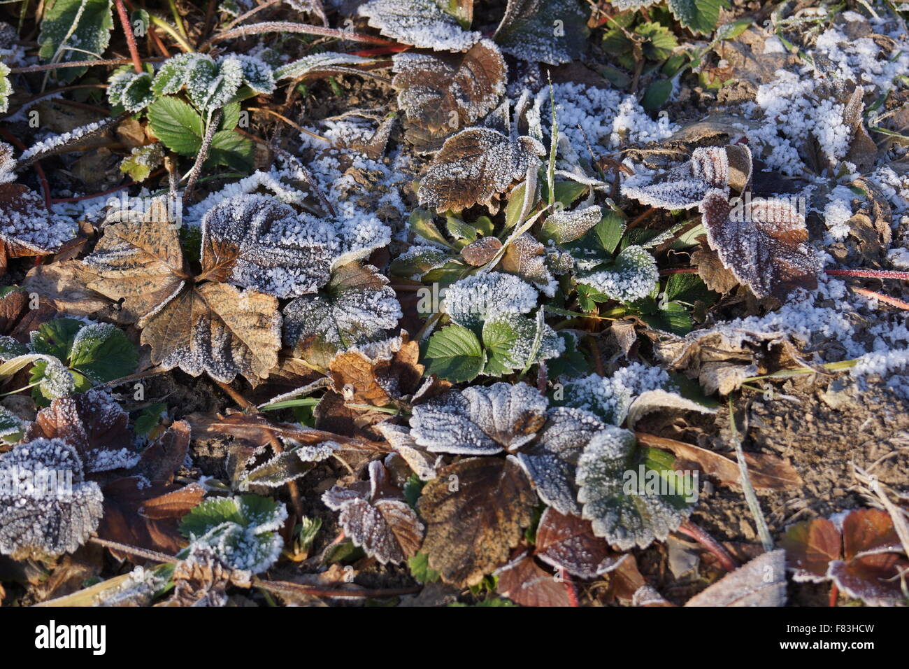 Il primo gelo. Foglie di fragola ricoperta di brina mattutina. Foto Stock