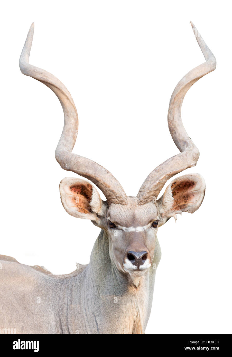 Maschio kudu maggiore isolato su sfondo bianco Foto Stock