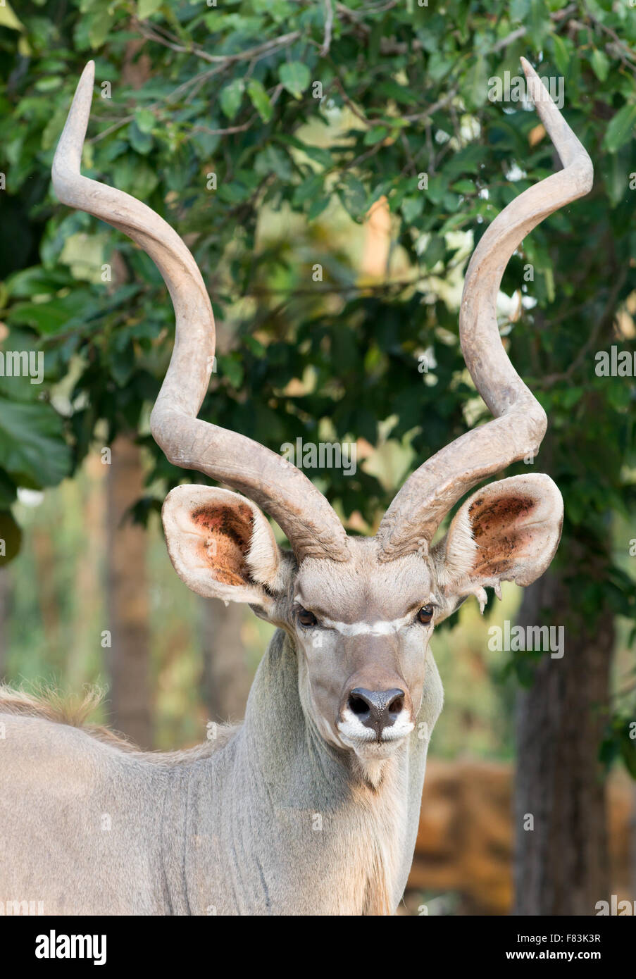 Maggiore maschio kudu ( tragelaphus strepsiceros ) Foto Stock