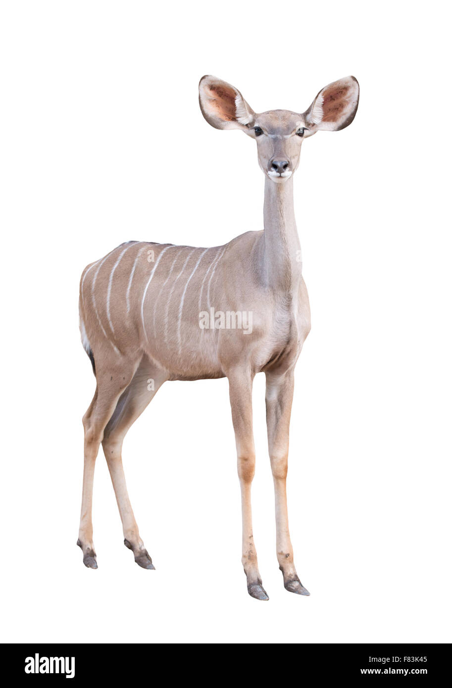 Femmina kudu maggiore isolato su sfondo bianco Foto Stock