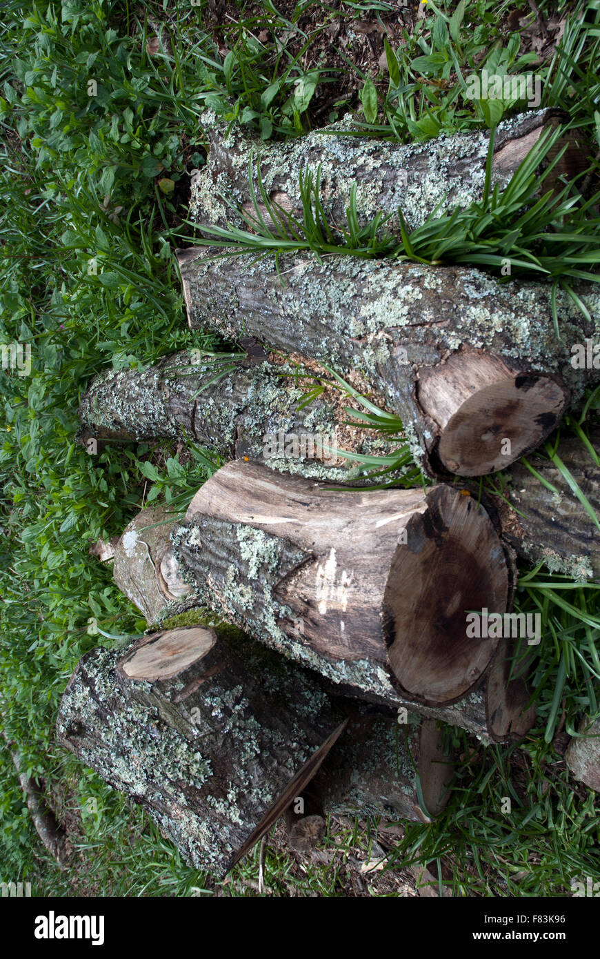 Un trito di tronchi di legno Tremenheere giardini, West Cornwall, Inghilterra Foto Stock