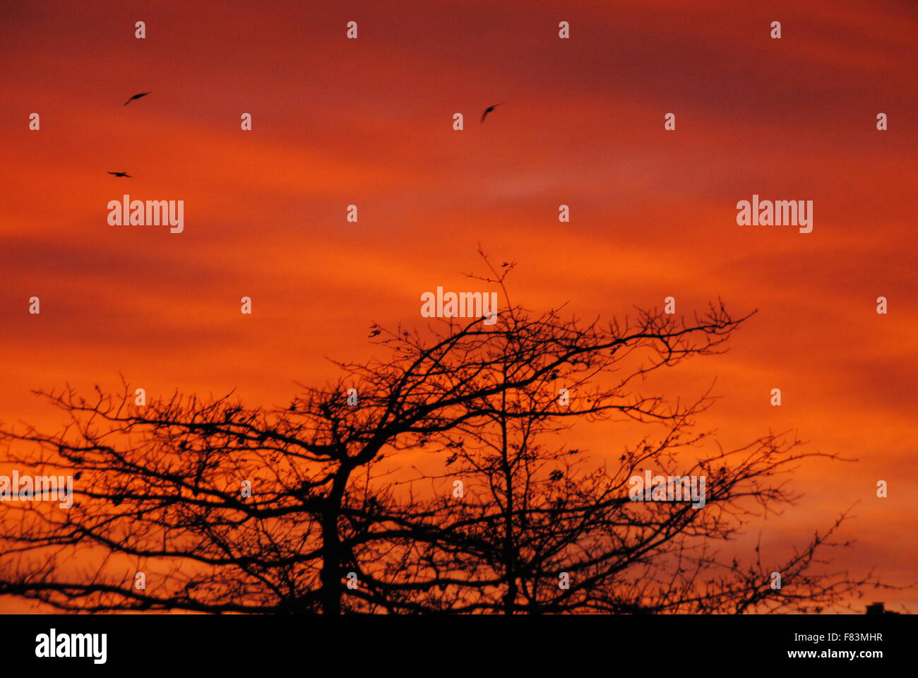 Sunrise attraverso gli alberi Foto Stock