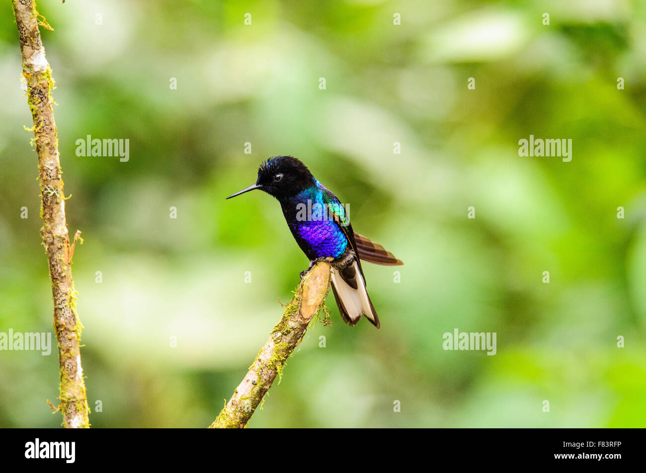 Viola hummingbird contraffacciate a riposo su un ramo Foto Stock