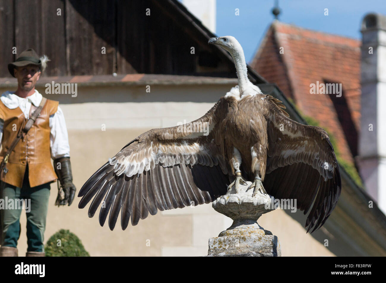Un falconiere e grifone a Rosenberg castello rinascimentale in Austria Inferiore Foto Stock