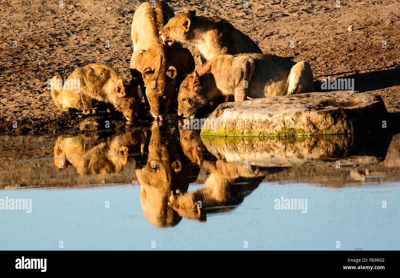 Un piccolo gruppo di leoni di bere a waterhole Foto Stock