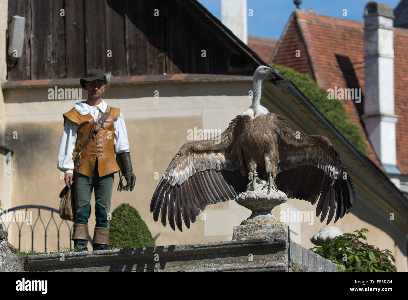 Un falconiere e grifone a Rosenberg castello rinascimentale in Austria Inferiore Foto Stock