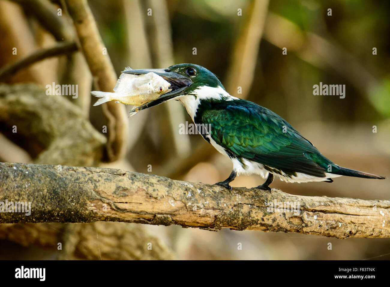 Green Kingfisher cercando di mangiare la sua cattura Foto Stock