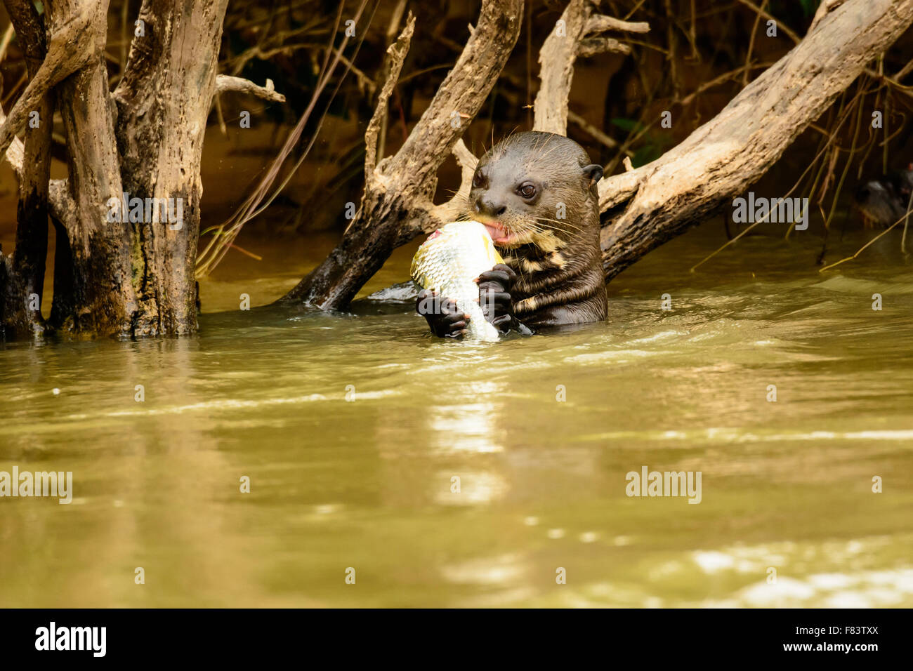 Lontra gigante con fermo Foto Stock