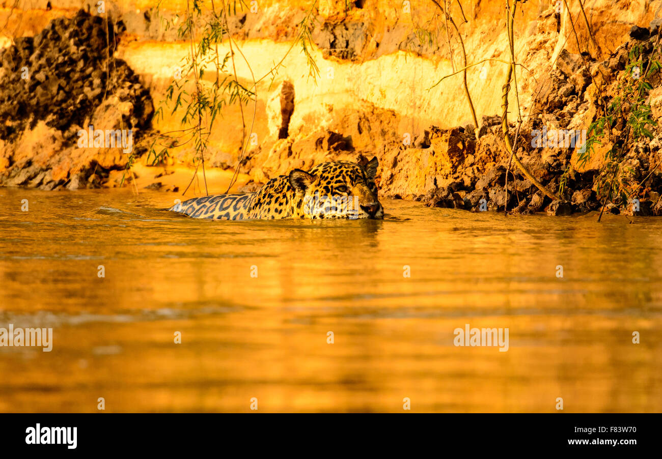 Jaguar nuotare nel fiume Cuiaba Foto Stock