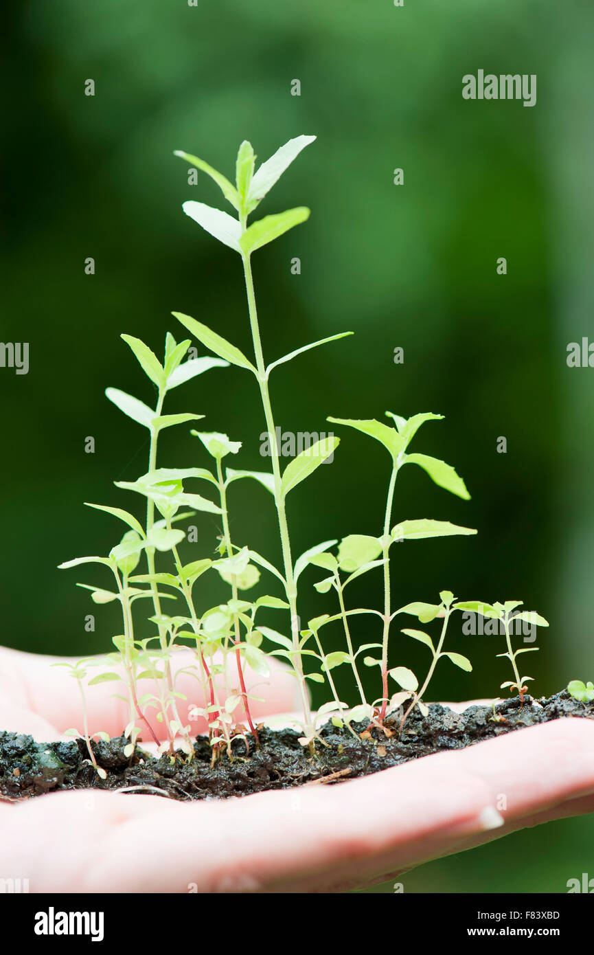 Donna mano azienda green giovani piante all'aperto Foto Stock