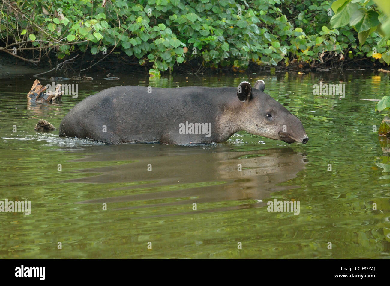 Baird il tapiro in Costa Rica la foresta di pioggia Foto Stock