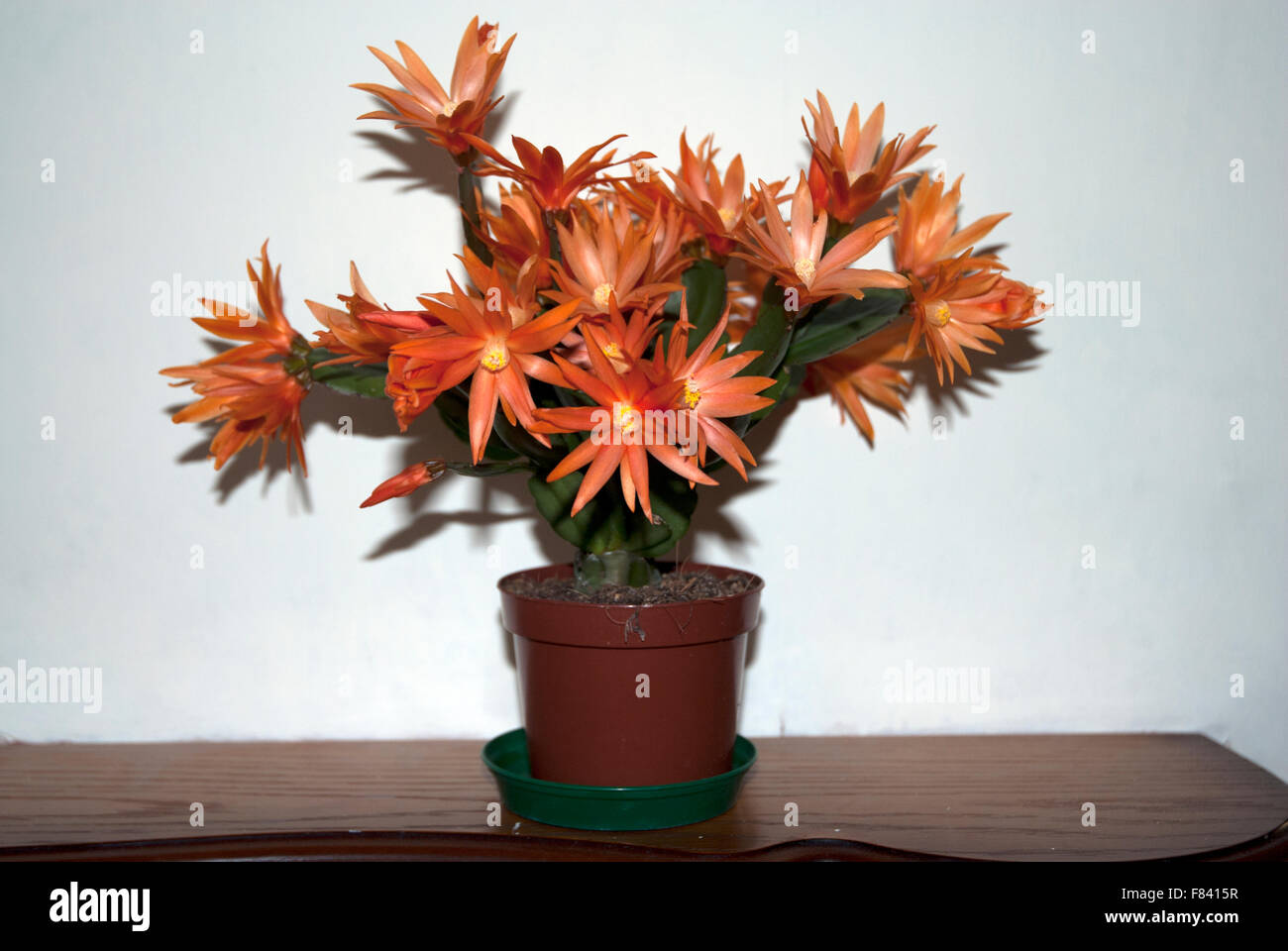 Arancione fioritura cactus di Pasqua Schlumbergera Gaertneri Bath Spa, Somerset England Regno Unito Foto Stock