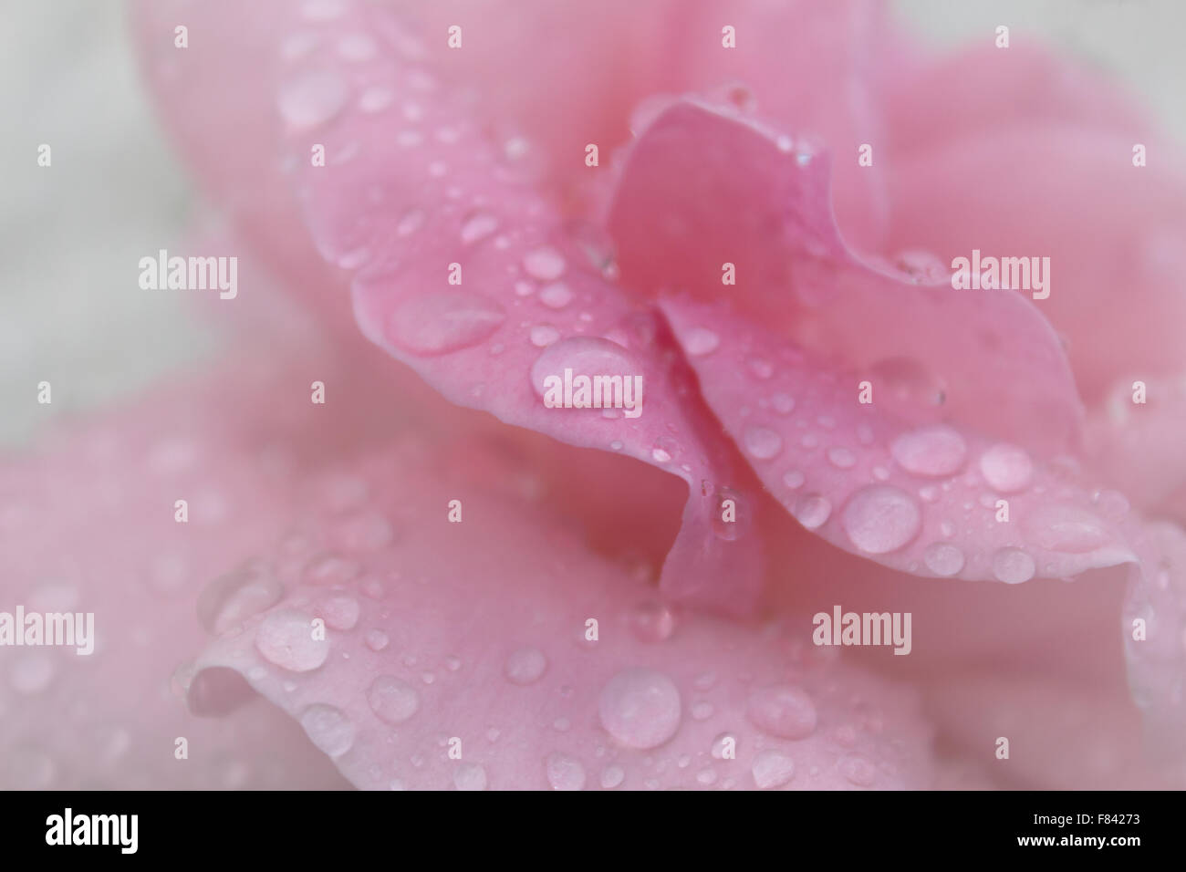 Gocce di rugiada sulla rosa dei petali di rosa macro Foto Stock