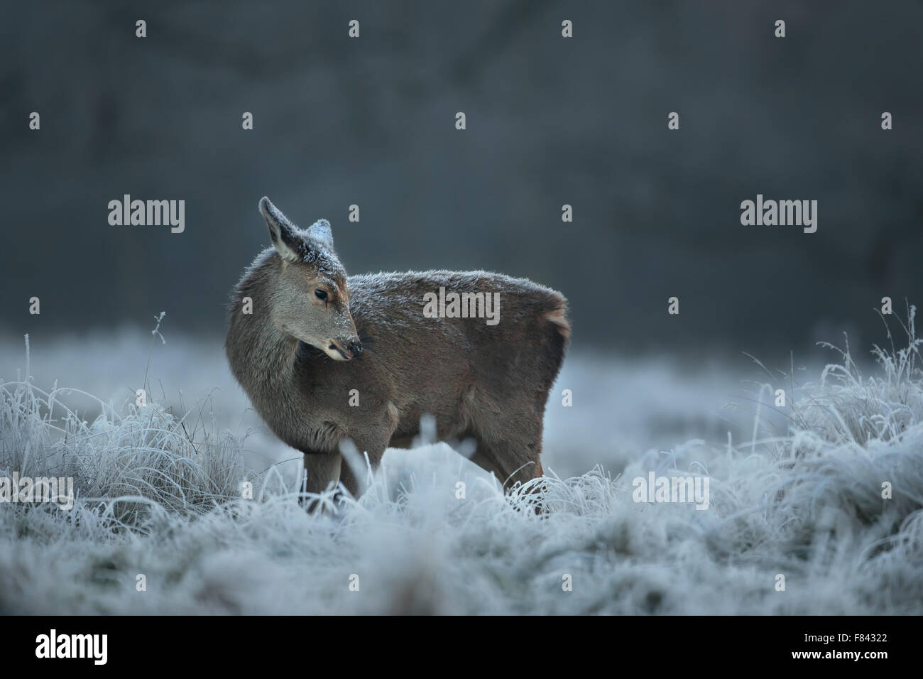 Red Deer vitello in inverno Foto Stock
