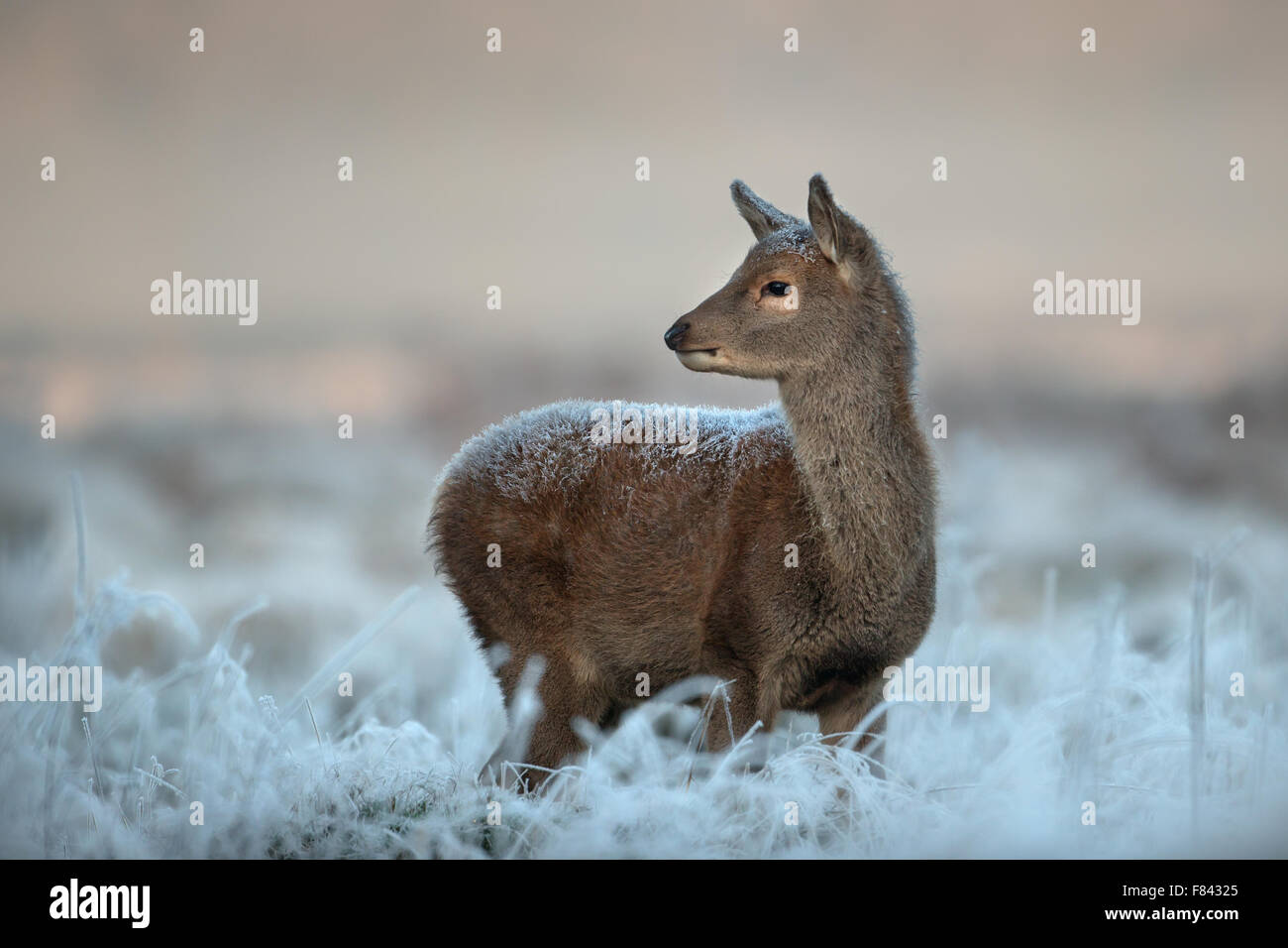 Red Deer vitello in inverno Foto Stock