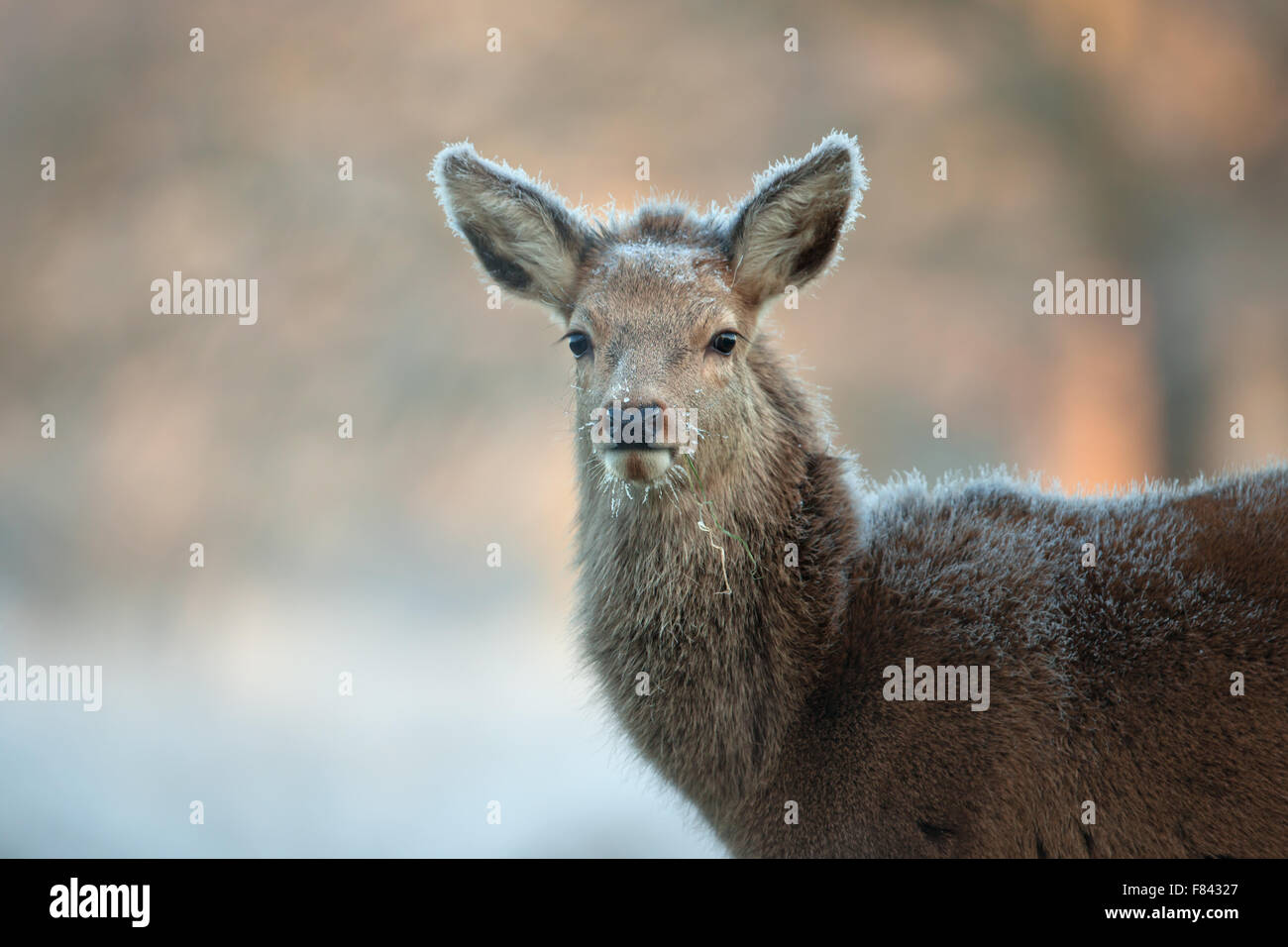 Red Deer calf close up ritratto Foto Stock