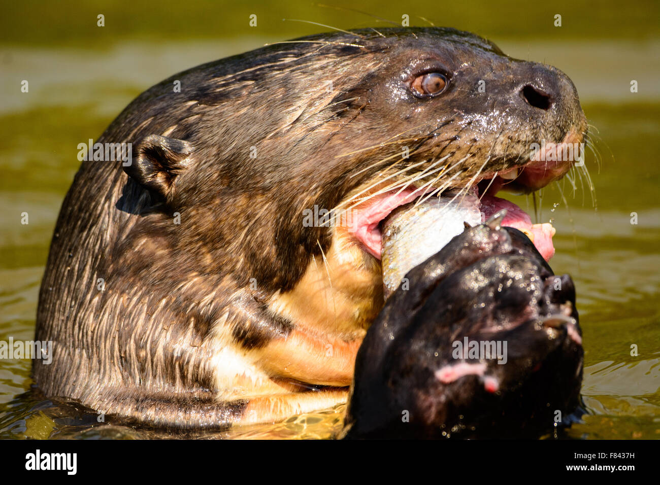 Lontra gigante di mangiare un pesce Foto Stock
