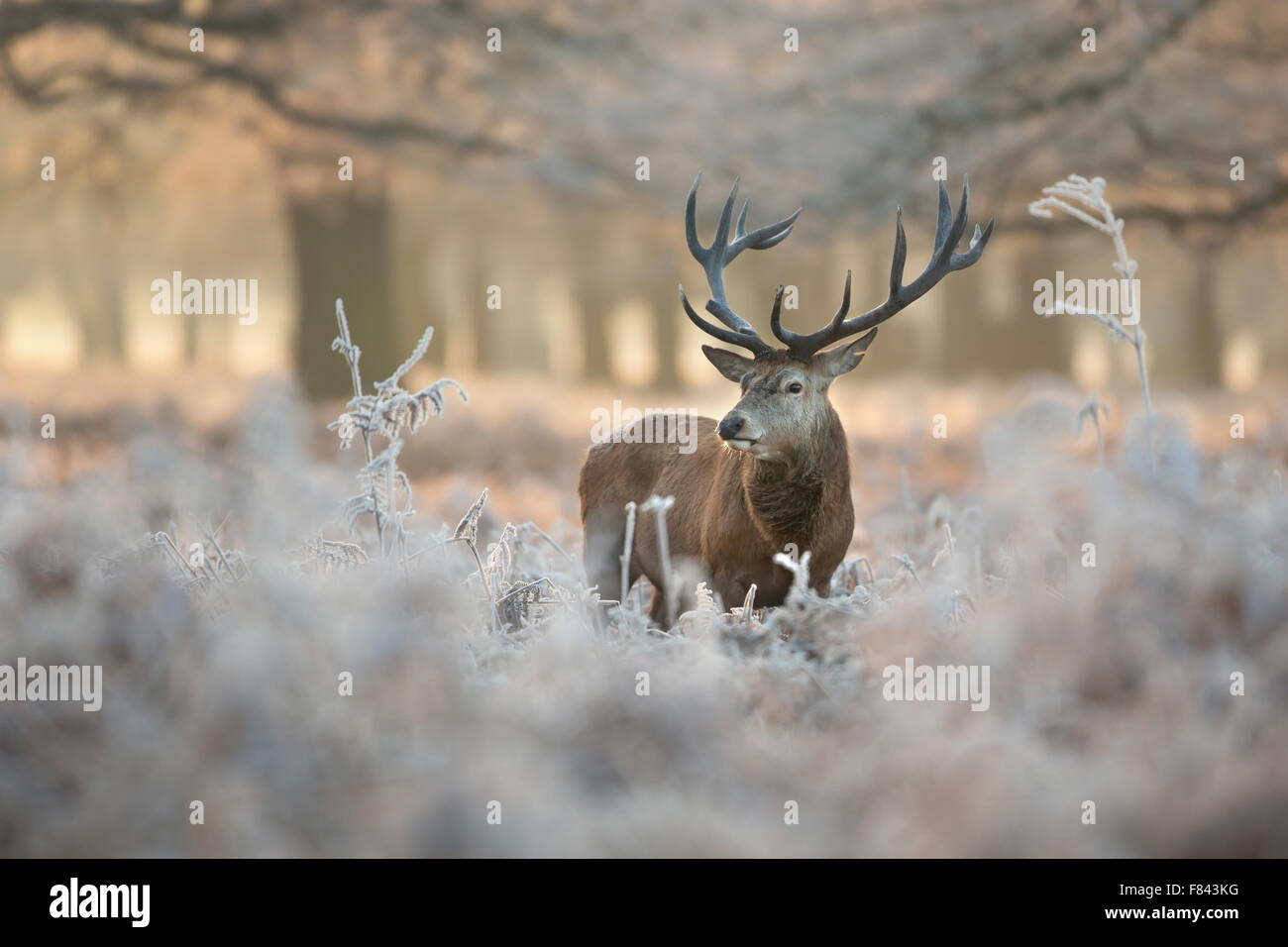Il cervo rosso in inverno, UK. Foto Stock