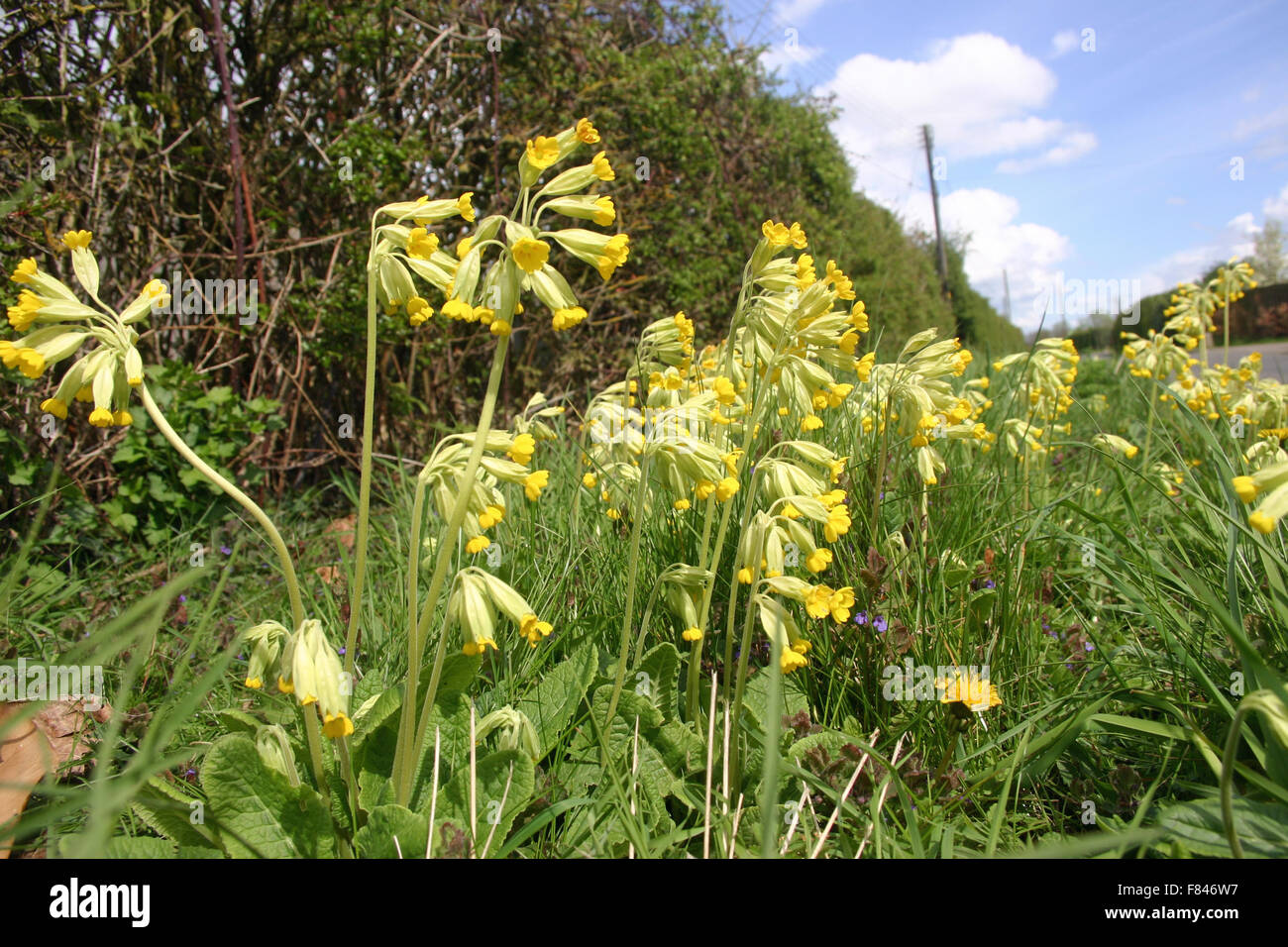 Cowslips sull orlo della strada Foto Stock
