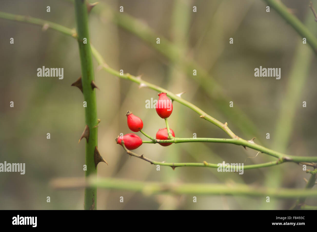 Cinorroidi sul ramo spinoso. Foto Stock