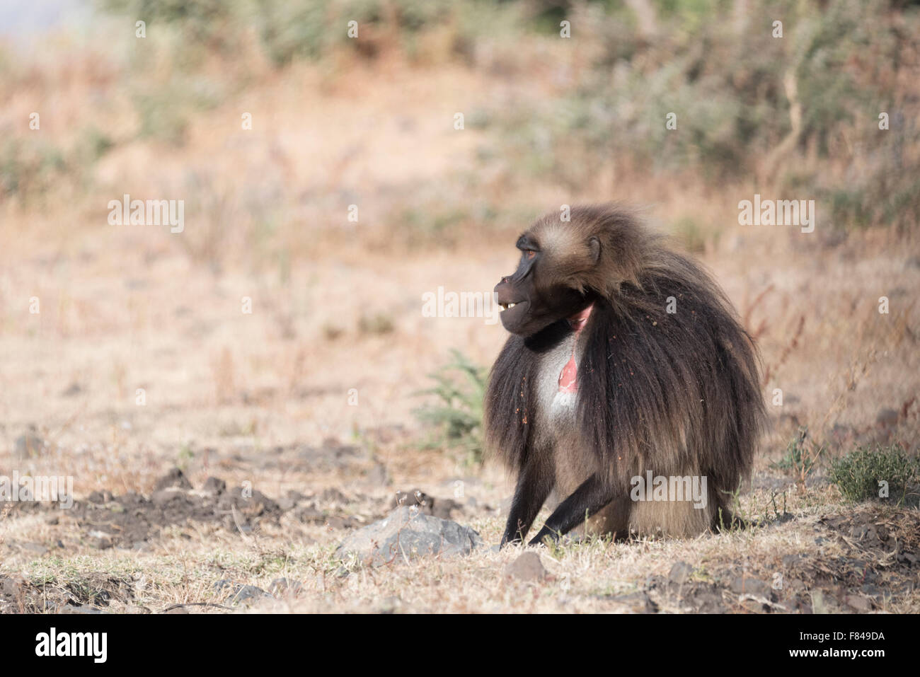 Un maschio di babbuino Gelada (Theropithicus gelada seduta). Un etiope primate endemiche. Foto Stock