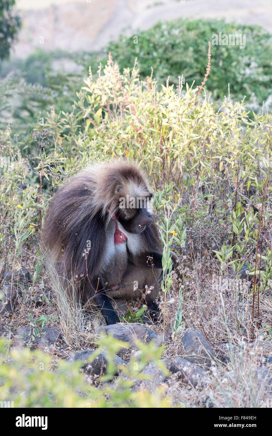 Un maschio di babbuino Gelada foraggio. Un etiope primate endemiche. Foto Stock