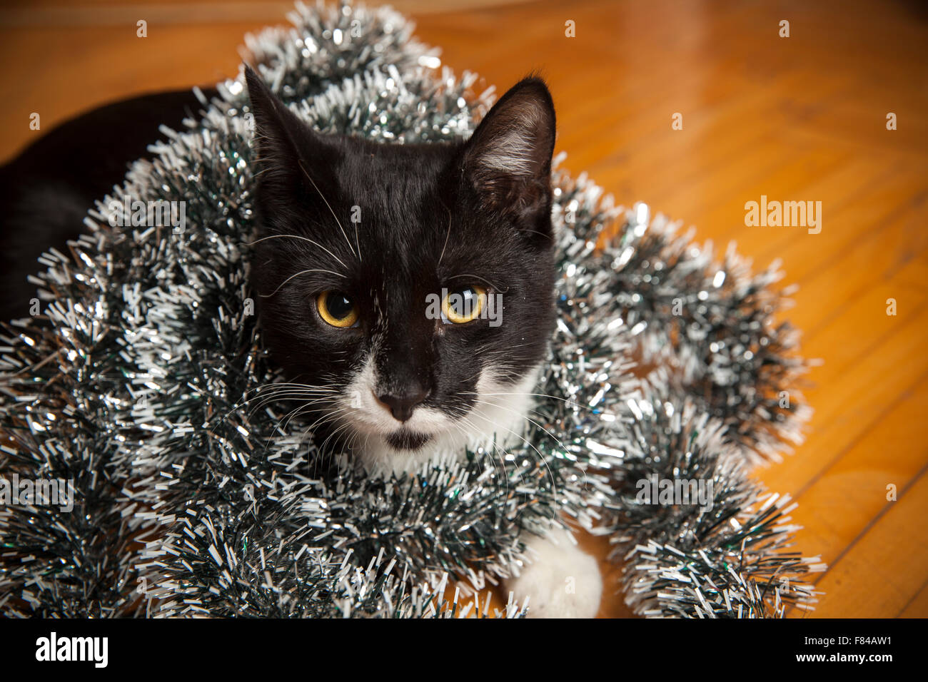 Bianco e nero gatto con decorazione di Natale close up Foto Stock