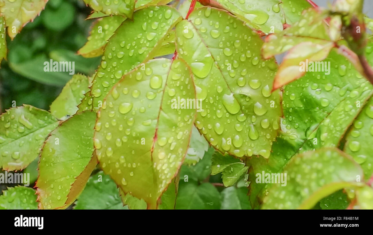 Close-up di foglie di rose ricoperto di gocce di pioggia. Foto Stock