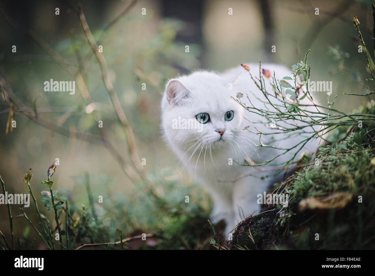 Bianco argento ombreggiati British Shorthair cat nella foresta di autunno Foto Stock