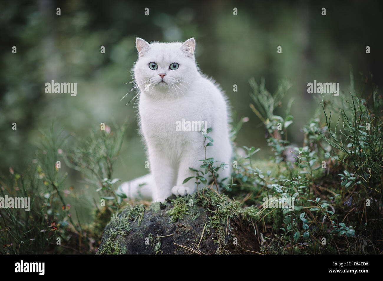 Bianco argento ombreggiati British Shorthair cat nella foresta di autunno Foto Stock