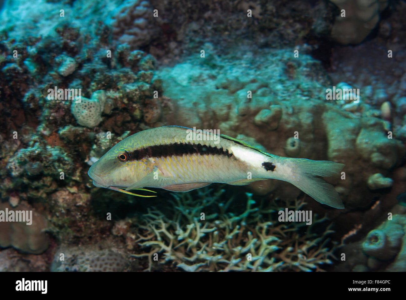 Longbarbel goatfish, Parapeneus macronema, Mullidae, Mar Rosso di Sharm el-Sheikh, Egitto Foto Stock