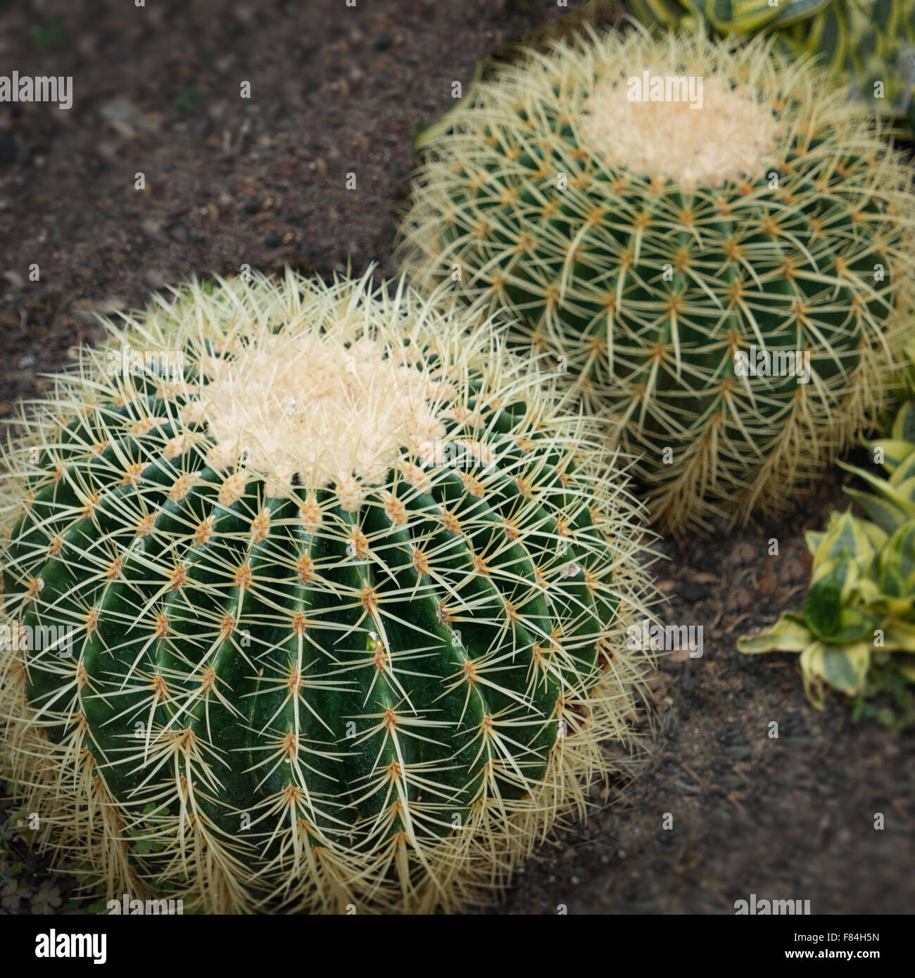 Cactus Oreocereus, una sfera spinosa deserto a forma di pianta che ama il calore e la sun. Foto Stock