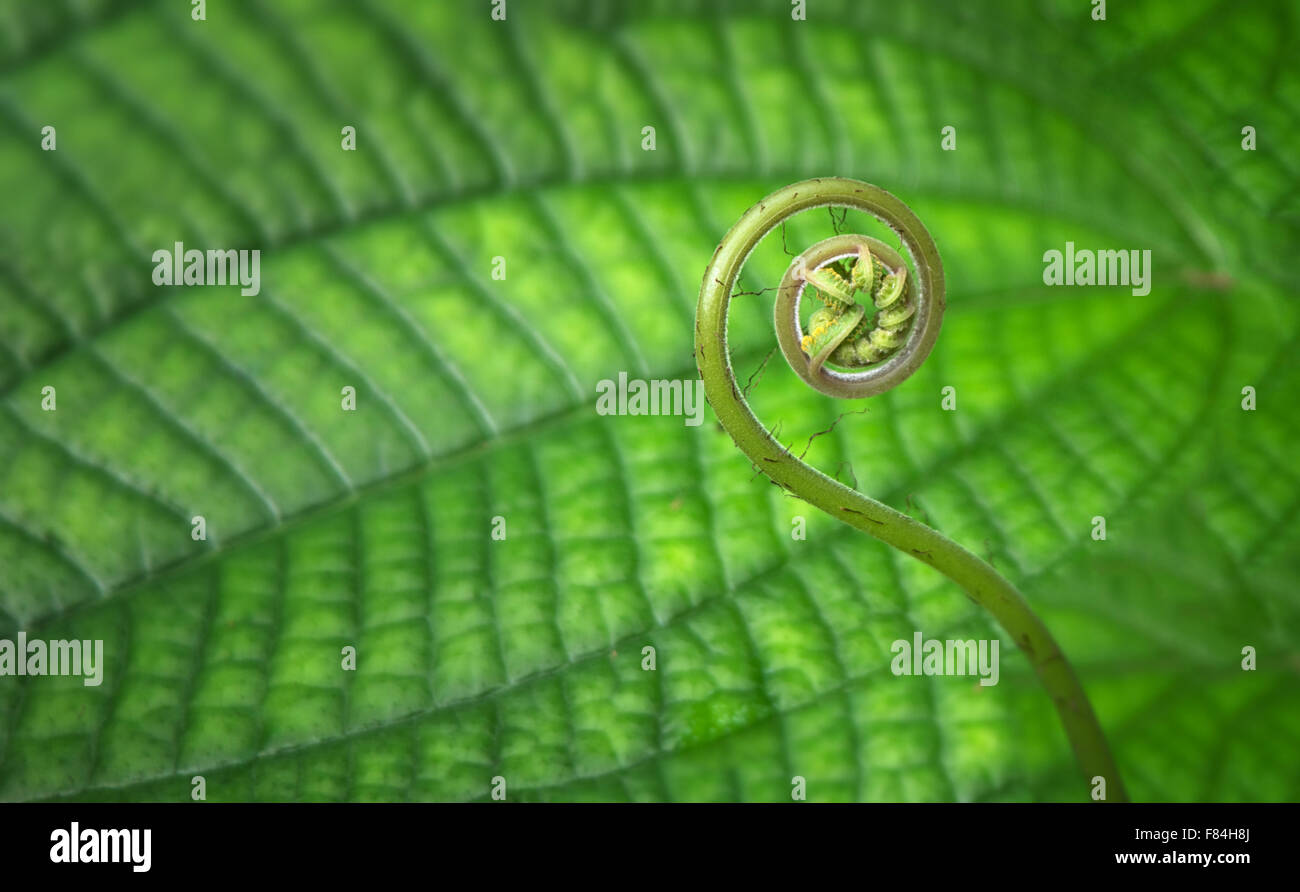 Offerta giovani, tropicali, conformato a spirale fern frond vicino fino in una foresta. Foto Stock