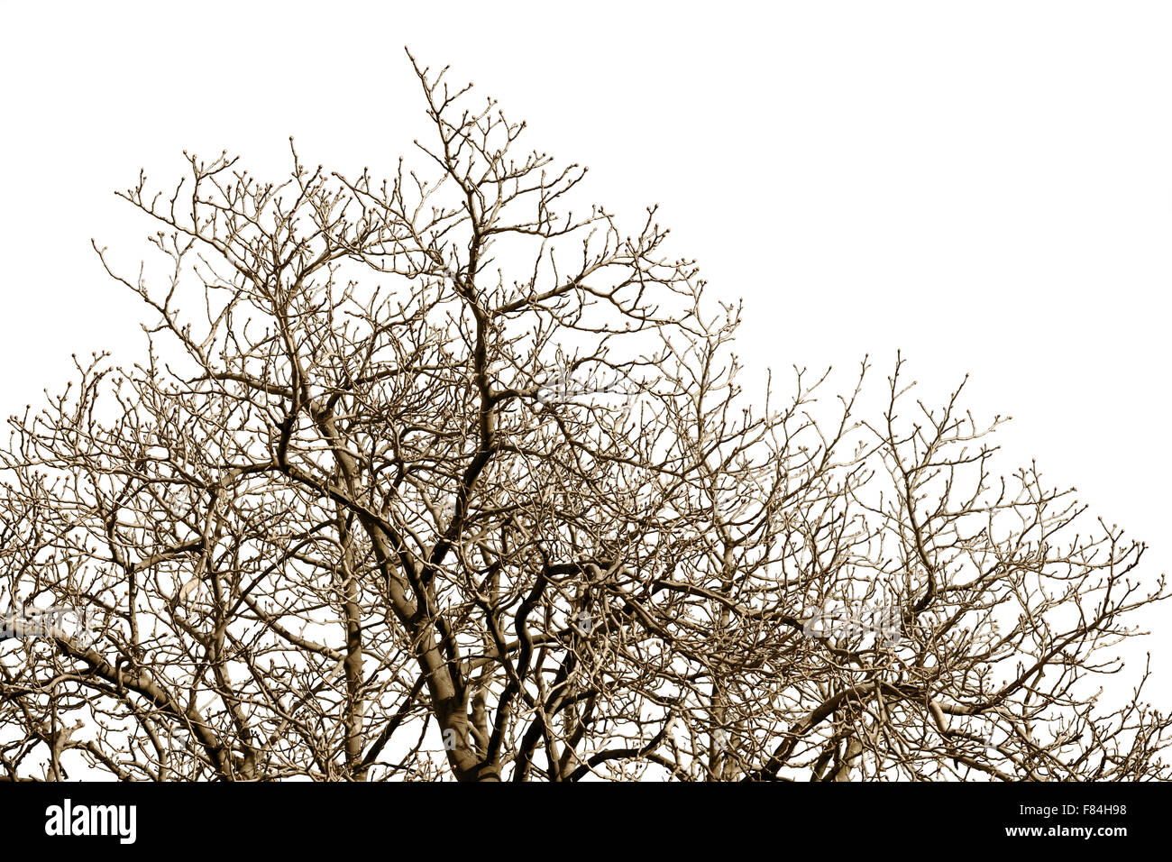 Albero sfrondato rami con molti ramoscelli contro un cielo d'inverno. Foto Stock