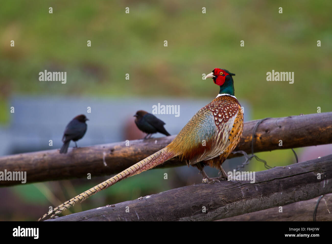 Colorate gallo ringneck pheasant pone su un corral pole sotto la pioggia con due blackbird amici. Foto Stock