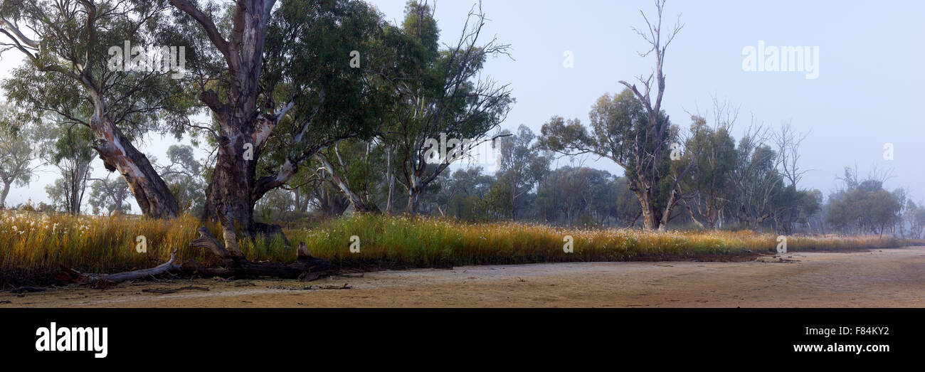 Nebbia mattutina si sposta attraverso il Fiume Rosso di alberi di gomma sul bordo di secco billabong vicino a Mildura, Victoria, Australia Foto Stock
