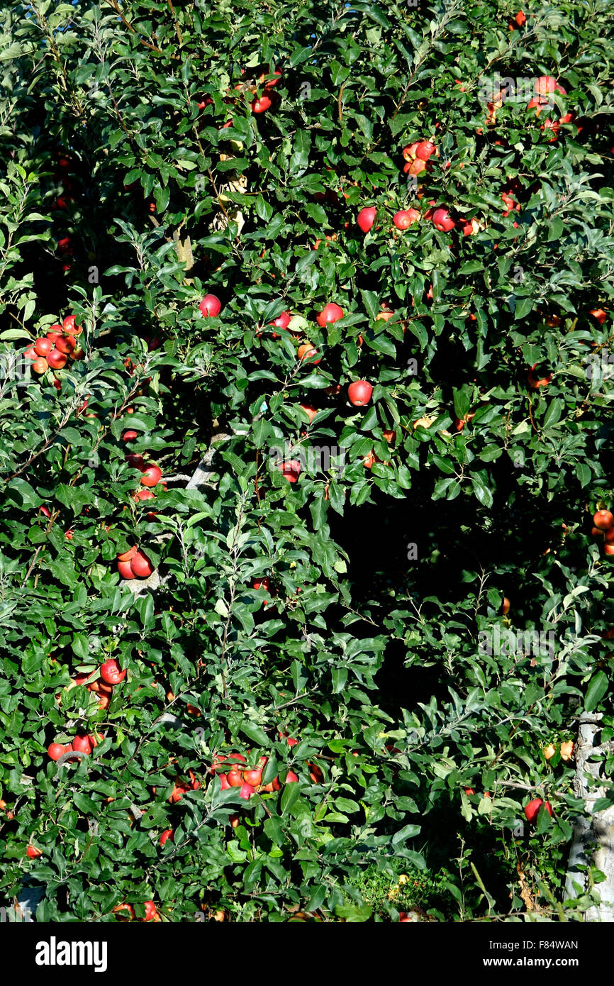 Pink Lady le mele sono uno dello Stato di Washington le migliori varietà di vendita. Il Pink Lady è stata sviluppata in Austrailia ed è una croce Foto Stock