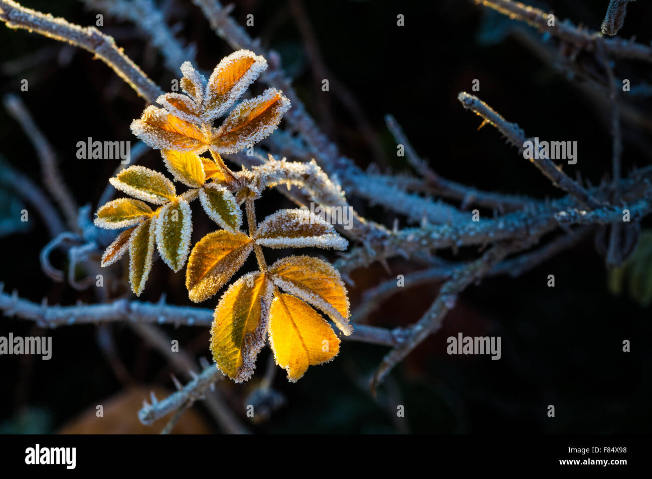 Pochi restanti frost bordati di foglie su un bush spinoso Foto Stock